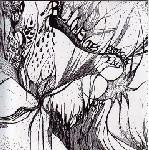 Karawane Der Mystiks