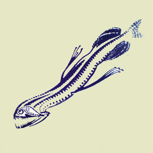 The Squid