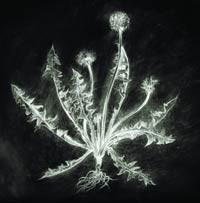 Dandelion
