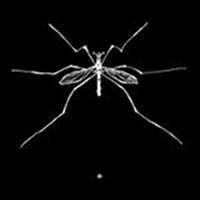 Insect