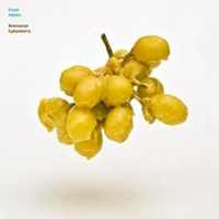 Beeswax Ephemera