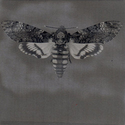 Hawkmoth
