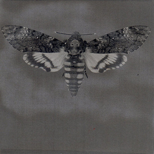 Hawkmoth