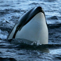 Marine mammals and fish of Lofoten and Vesteralen