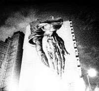Oiseaux-Tempete