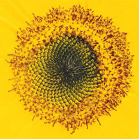 Principles of inertia