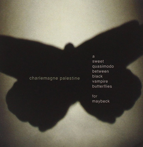 A Sweet Quasimodo Between Black Vampire Butterflies For Maybeck