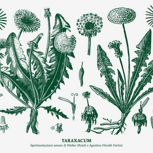 Taraxacum