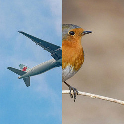 Birds