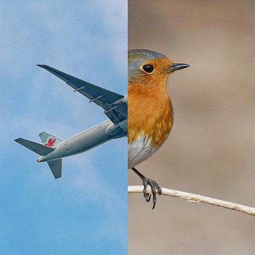 Birds