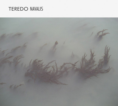 Teredo Navalis