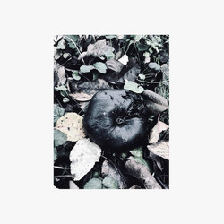 Black Phoebe