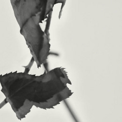 Grafts - Expanded Reissue