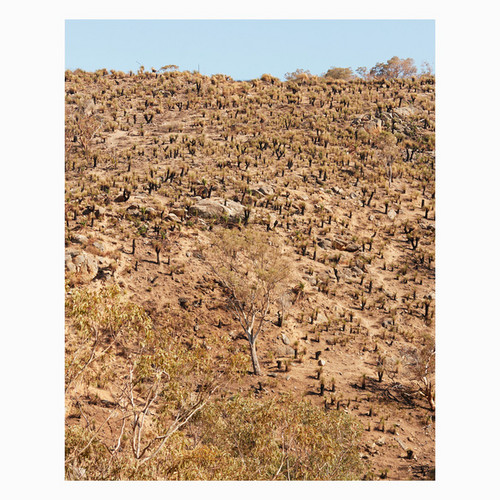Palimpsests (LP)