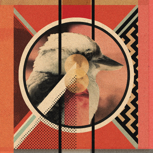 Kookaburra