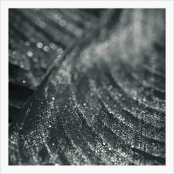 Moss (Recur)