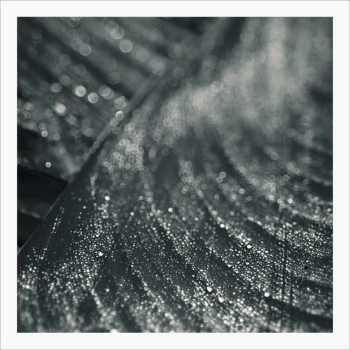 Moss (Recur)
