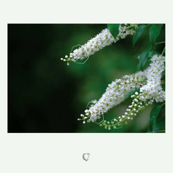 The Summer Passed In Monotone