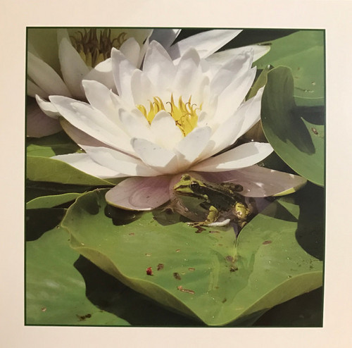 Frogs (Ep)