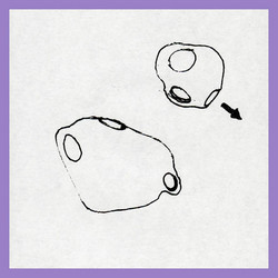 Duo