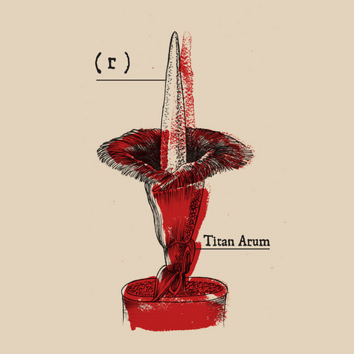 Titan Arum