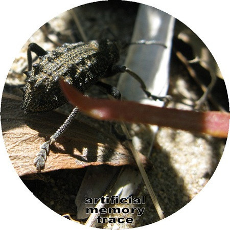 Chitin