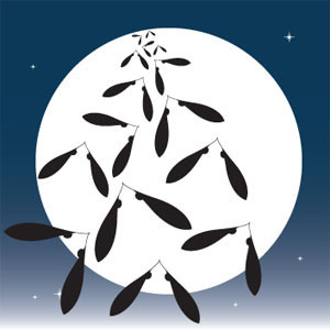 Tsuki