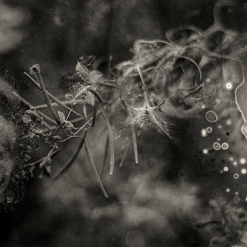 From Dust to Stars 