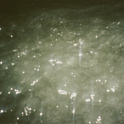  Sirene 